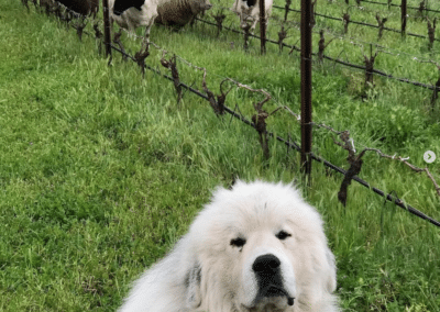 Lavender Oak Vineyards